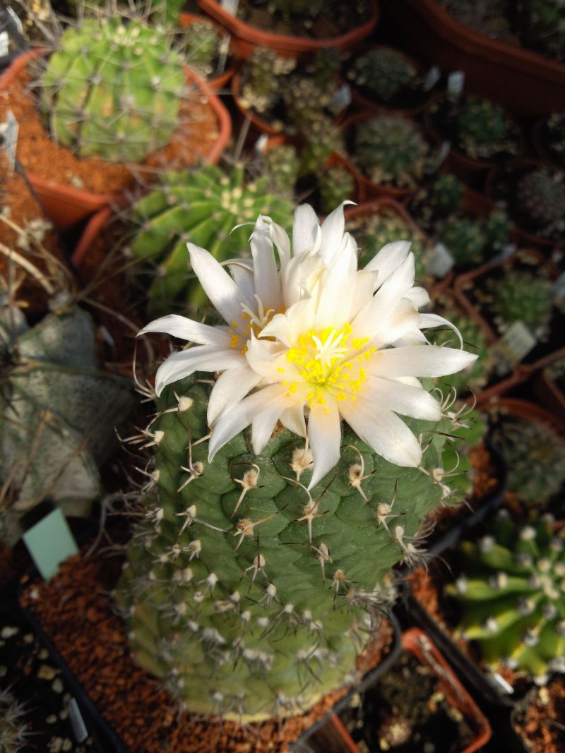 Turbinicarpus lophophoroides